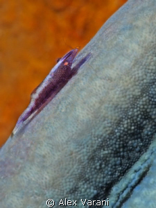 Periclemenes imperator on Linkya levigata by Alex Varani 